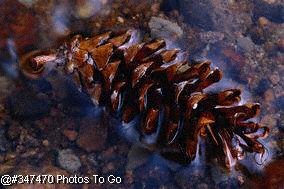 Pine cone floating in water