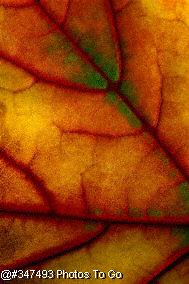 Multi-colored leaf detail