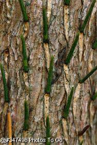 Spruce bark