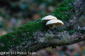 Fungi on fallen tree trunk