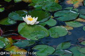 Water lily