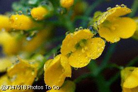 Yellow flowers with dewdrops