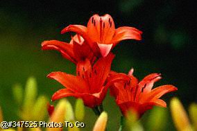 Orange Lily